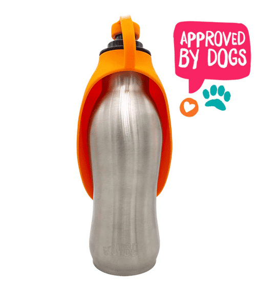 dog water bottle